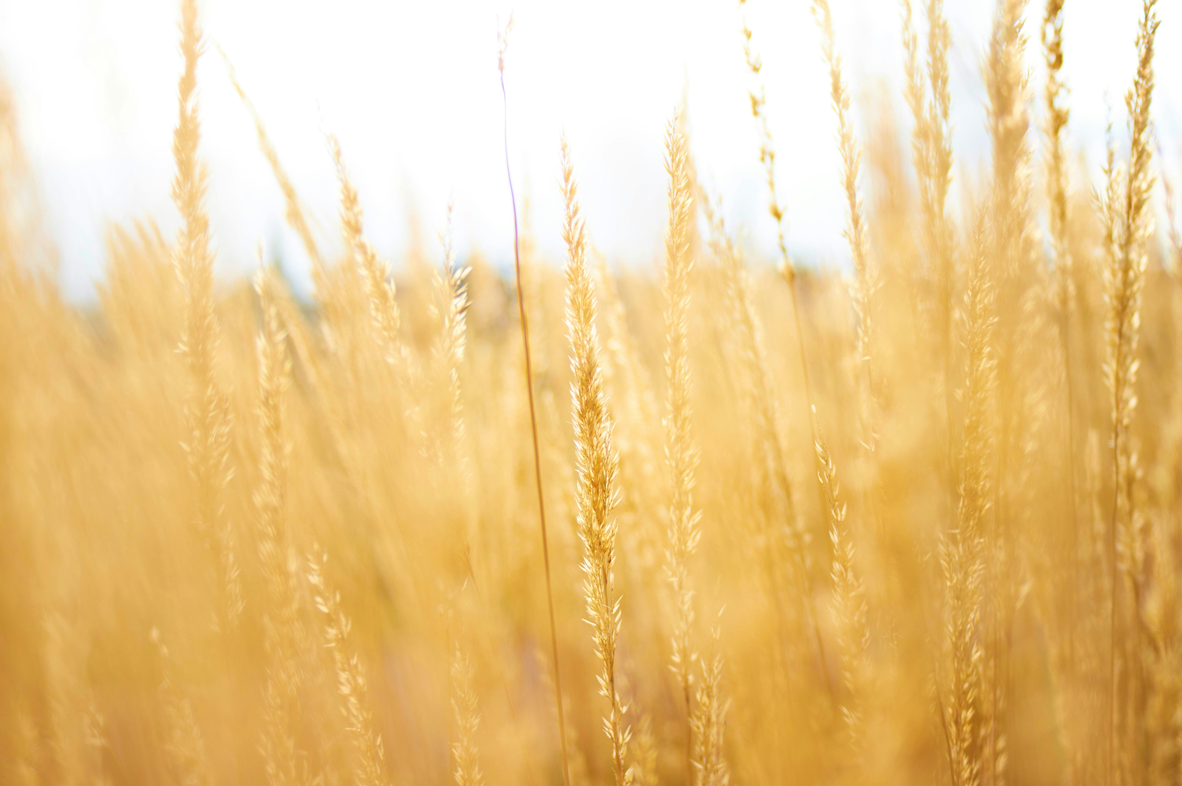 Wheat crop