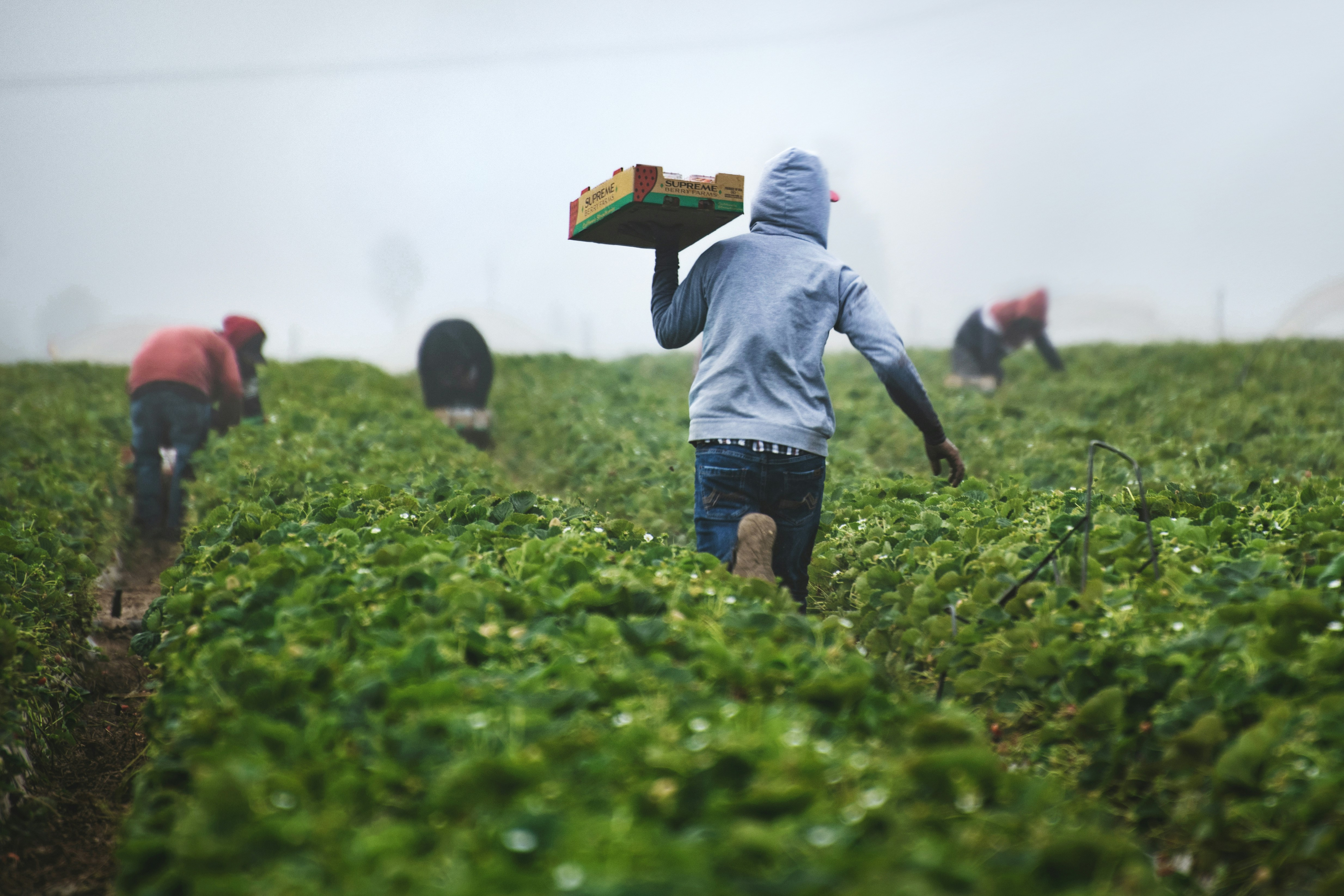 Farmer in field